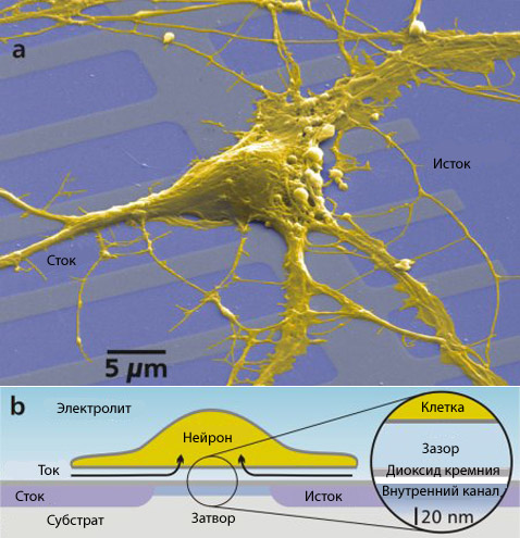 Один нейрон крысы на микросхеме. Ионный поток в клетке превращает её в составную часть полевого транзистора, позволяя клетке влиять на работу электроники. Опыт Петера Фромхерца (фото с сайта biochem.mpg.de).
