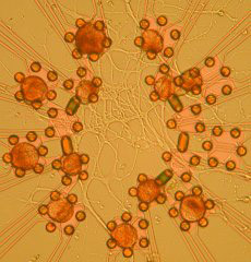 Нейроны улитки "прицеплены" к одной из опытных схем, на поверхности которой радиально расходятся дорожки — искусственные синапсы (фото с сайта biochem.mpg.de).